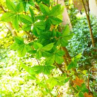 uploads/erp/collection/images/Home Garden/CongDing/XU0610971/img_b/XU0610971_img_b_1